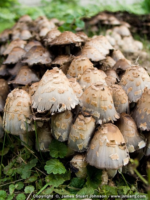 Backyard Shrooms